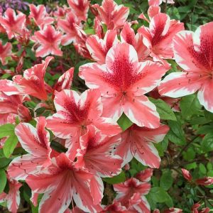 The Glenn Dale azalea, dark to light pink edged in white