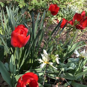 Centennial Garden spring tulip bulbs in bloom