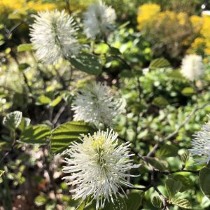 In the Centennial Garden Spring 2021