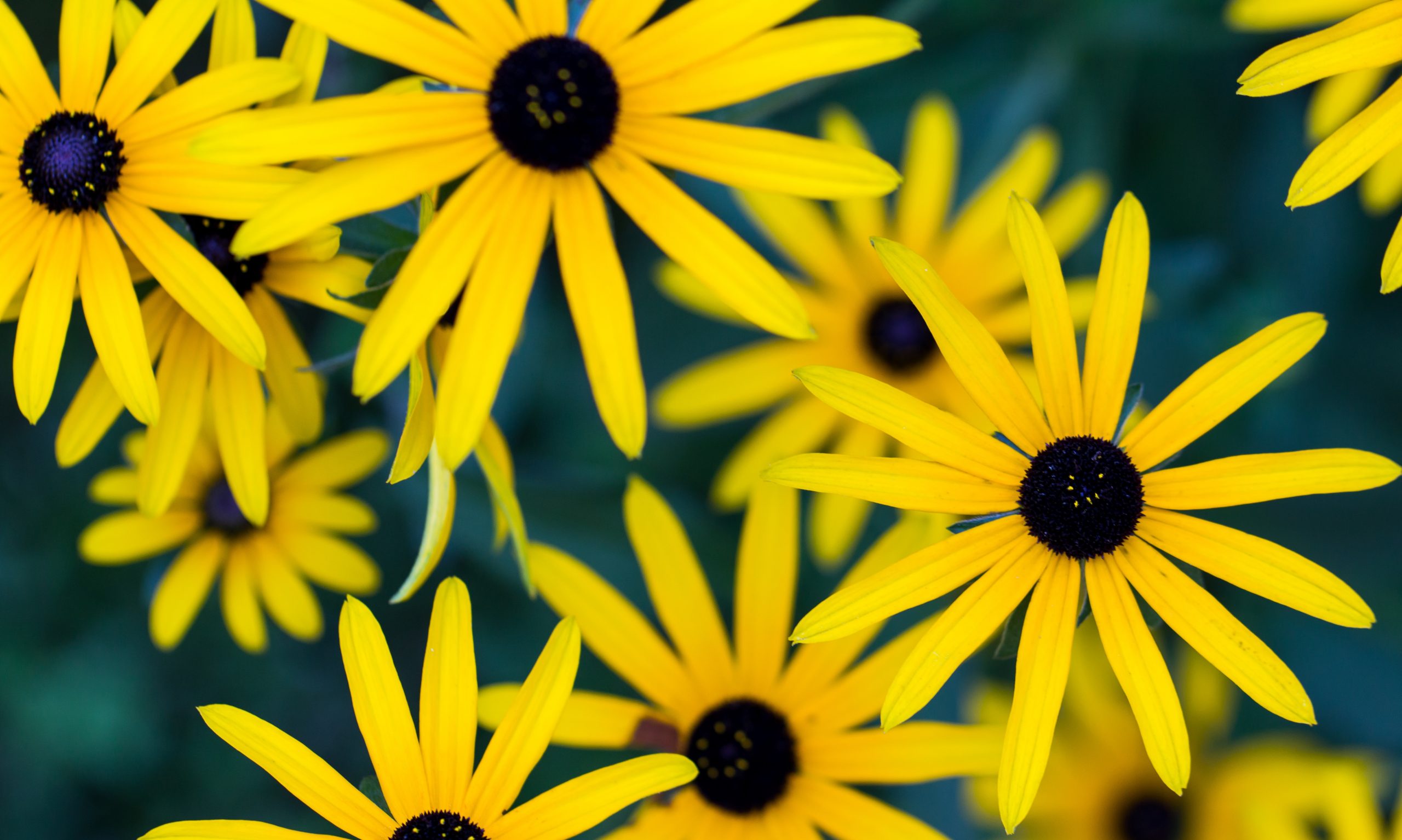 Black Eyed Susan - Rudbeckia fulgida in the late summer garden