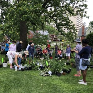 Garden club members exchanging plants at the plant swap on the lawn beneath a large tree
