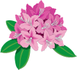 Pink rhododendron THC logo