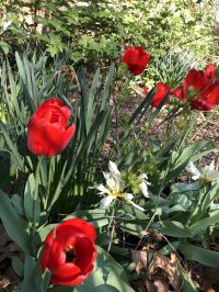 Centennial Garden spring tulip bulbs in bloom