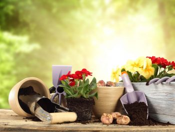 Flower pots, soil, tools and plants
